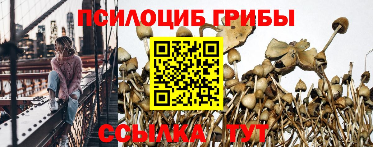 Волгодонск  Галлюциногенные грибы Psilocybine cubensis  Вход с VPN 
