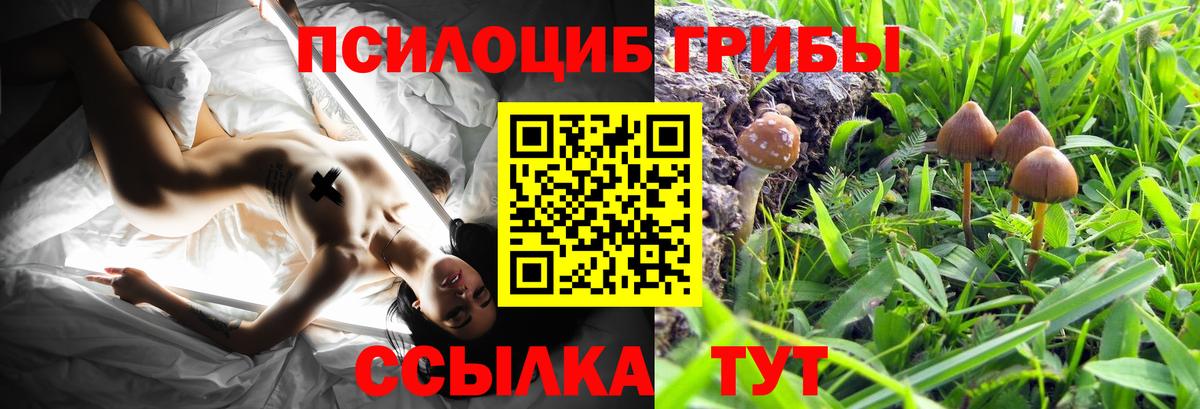 Галлюциногенные грибы Psilocybe Волгодонск